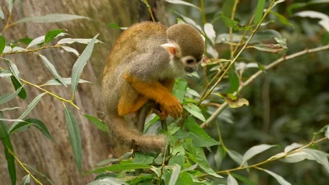 Common squirrel monkey (Saimiri sciureus) Stock Footage 80174743