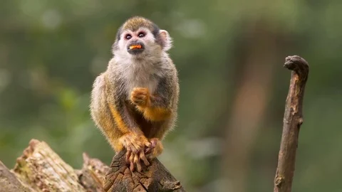 Common squirrel monkey (Saimiri sciureus) Stock Footage 80178978