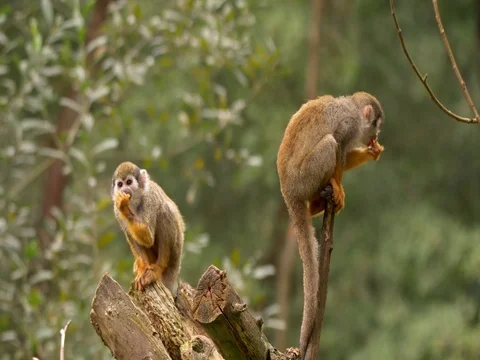 Common squirrel monkey (Saimiri sciureus) Stock Footage 80217212