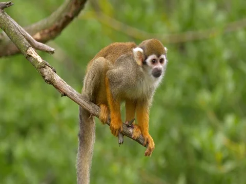 Common squirrel monkey (Saimiri sciureus) Stock Footage 81195214