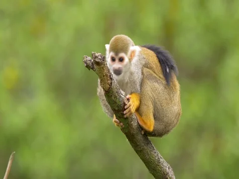Common squirrel monkey (Saimiri sciureus) Stock-Footage 81195224