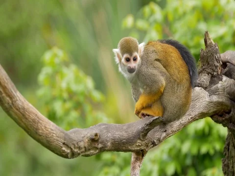 Common squirrel monkey (Saimiri sciureus) Stock Footage 81195255