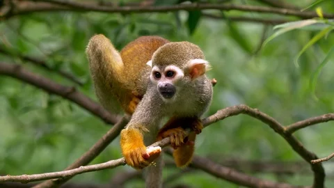 Common squirrel monkey (Saimiri sciureus) eating Stock Footage