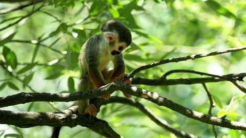 Common squirrel monkey (Saimiri sciureus) on tree in the nature. Stock Footage
