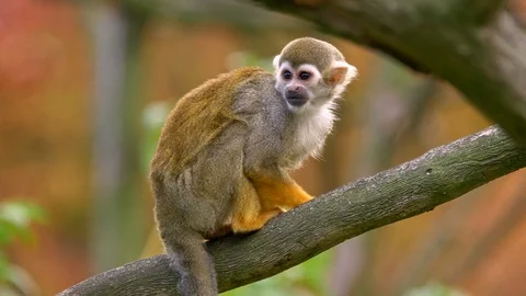 Common squirrel monkey (Saimiri sciureus) Stock Footage 97970812