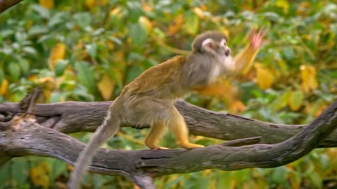 Common squirrel monkey (Saimiri sciureus) catching flies Stock-Footage 98046001