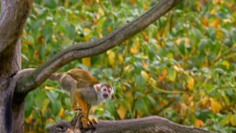 Common squirrel monkey (Saimiri sciureus) catching flies Video stock 98046178