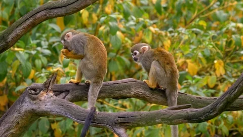 Common squirrel monkey (Saimiri sciureus) Stock Footage 98047148