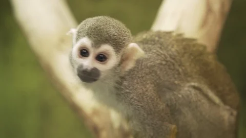 Common squirrel monkey (Saimiri sciureus) sitting on a tree and looking around. Stock Footage 122280753