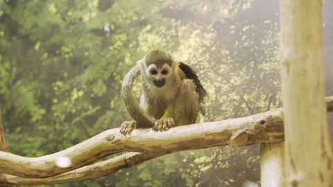 Common squirrel monkey (Saimiri sciureus) sitting on a tree. Stock Footage 122374703