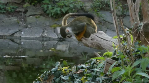 Common squirrel monkey - Saimiri sciureus, sitting on tree branch above lake and Stock Footage 153232624