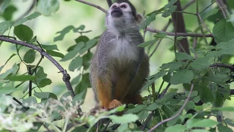 Common squirrel monkey (Saimiri sciureus). Stock Footage 153415191