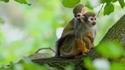 Common squirrel monkey (Saimiri sciureus) mother with baby Stock Footage 231020597
