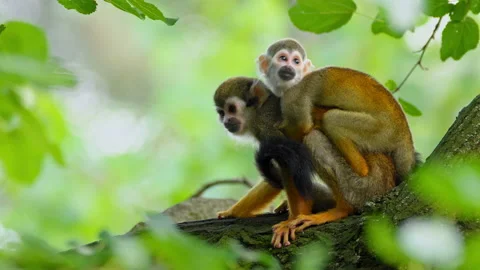 Common squirrel monkey (Saimiri sciureus) mother with baby Stock Footage 231021079