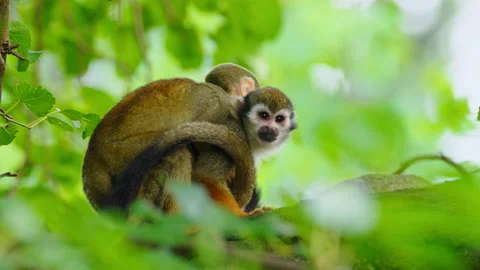 Common squirrel monkey (Saimiri sciureus) mother with baby Stock Footage 231024420