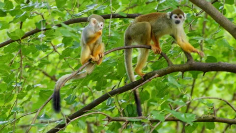 Common squirrel monkey (Saimiri sciureus) in the tree top Stock Footage 231026493
