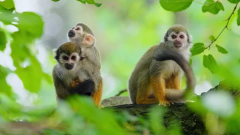 Common squirrel monkey (Saimiri sciureus) mother with baby Video stock 231026685