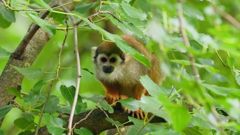 Common squirrel monkey (Saimiri sciureus) in the tree top Stock Footage 231027485