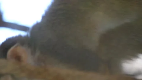 Common squirrel monkey (Saimiri sciureus) Stock Footage 258444434