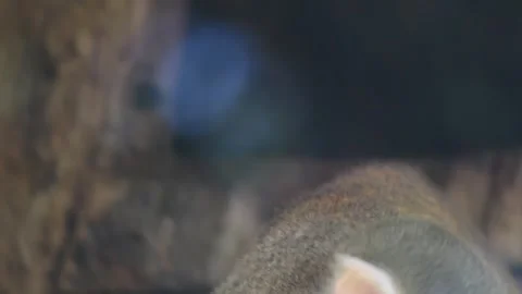 Common squirrel monkey (Saimiri sciureus) Stock Footage 258444526