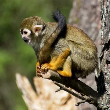 The common squirrel monkey (saimiri sciureus) Stock Photos