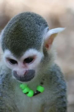 Common Squirrel Monkey - Saimiri sciureus Stock-Fotos
