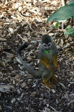 Common Squirrel Monkey - Saimiri sciureus Stock Photos