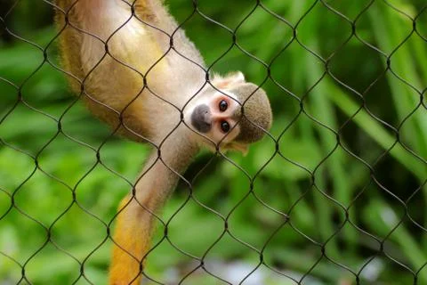 Common squirrel monkey (Saimiri sciureus) on green background Stock Photos