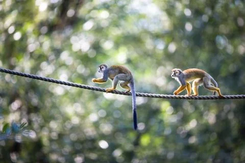 Common Squirrel Monkey (Saimiri sciureus; shallow DOF) Stock-Fotos