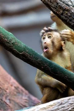 Common Squirrel Monkey (Saimiri sciureus) found in South America Stock Photos