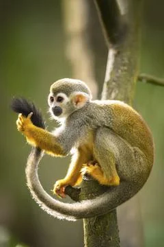 Common squirrel monkey (Saimiri sciureus) on a branchac, captive, distribution Stock Photos