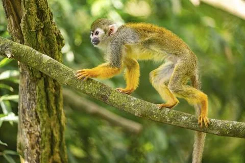 Common squirrel monkey (Saimiri sciureus) on a branchac, captive, distribution Stock Photos