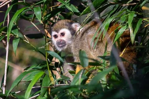 Common squirrel monkey (Saimiri sciureus) on tree in the nature. Stock Photos