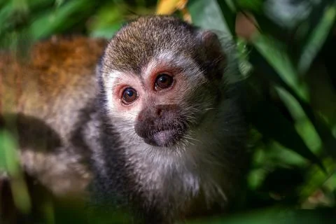 Common squirrel monkey (Saimiri sciureus) on tree in the nature. 写真素材