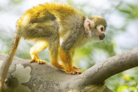 Common squirrel monkey (Saimiri sciureus) on a branchac, captive, distribution Stock Photos