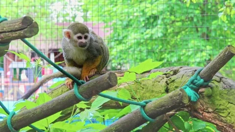 A common squirrel monkey saimiri sits on a tree and looks around Stock Footage 221151990