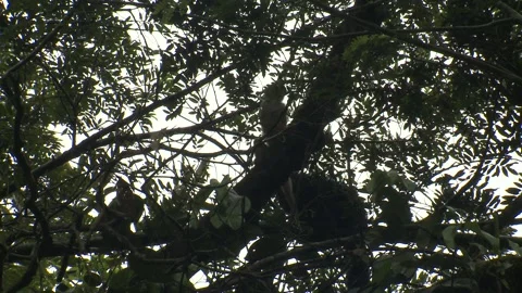 Common Squirrel Monkey Several Monkeys Climbing Jumping Leaping in Tree Canopy Stock Footage 132609916