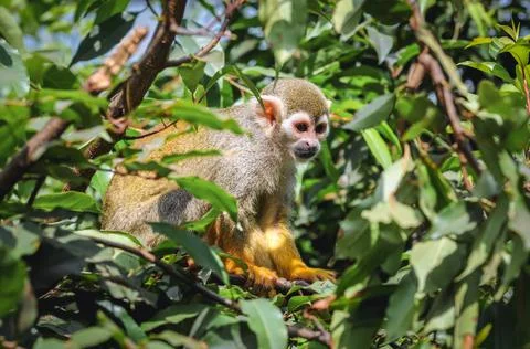 Common squirrel monkey sits on a tree branch Stock Photos