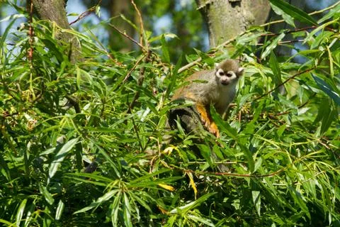 Common squirrel monkey sitting in a tree Stock Photos