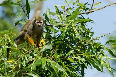 Common squirrel monkey sitting in a tree Stock Photos