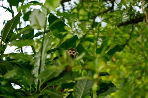 Common squirrel monkey sitting on tree branches with thick leaves covering it Stock Photos
