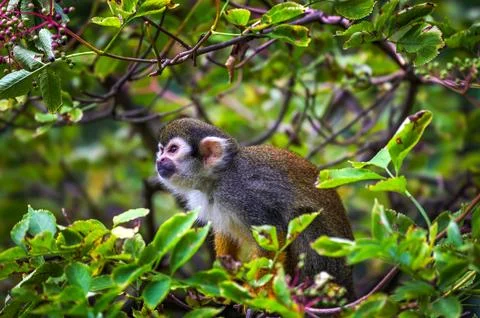 Common squirrel monkey sitting on a tree branch in lush foliage Stock Photos