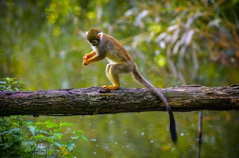 Common Squirrel Monkey on a Tree Branch above Water Stock Photos