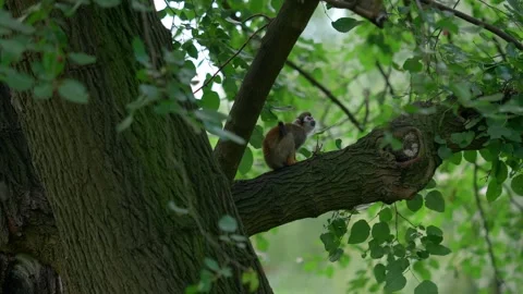 Common squirrel monkey on a tree, captured in Zoo, telephoto of small ape Stock Footage 256055571