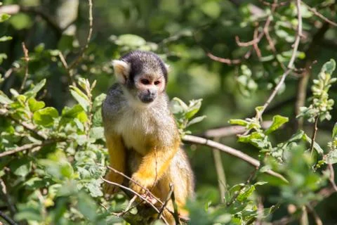 Common squirrel monkey in a tree Stock Photos