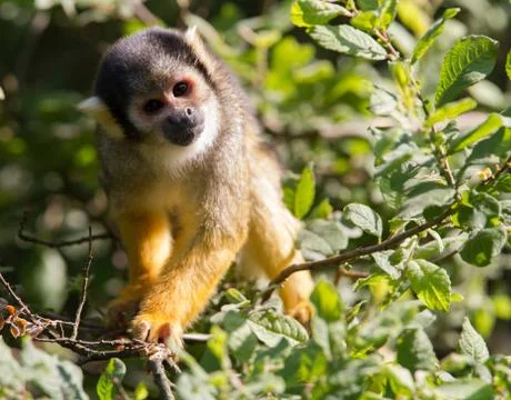 Common squirrel monkey in a tree Stock Photos