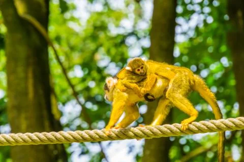 Common squirrel monkey walking over a rope with a baby on her back, small pri Stock Photos