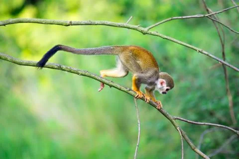 Common squirrel monkey walking on a tree branch Stock Photos