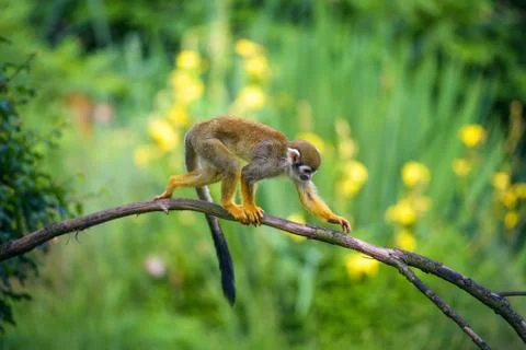 Common squirrel monkey walking on a tree branch Stock Photos