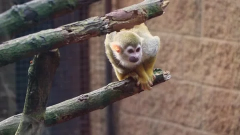 Common Squirrel Monkey on a wooden post in a zoo looking at the camera and then 스톡 동영상 331779798